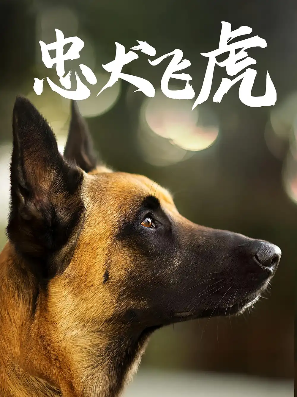 《忠犬飞虎（33集）吴桂洲&谭镁纶》短剧全集免费在线看