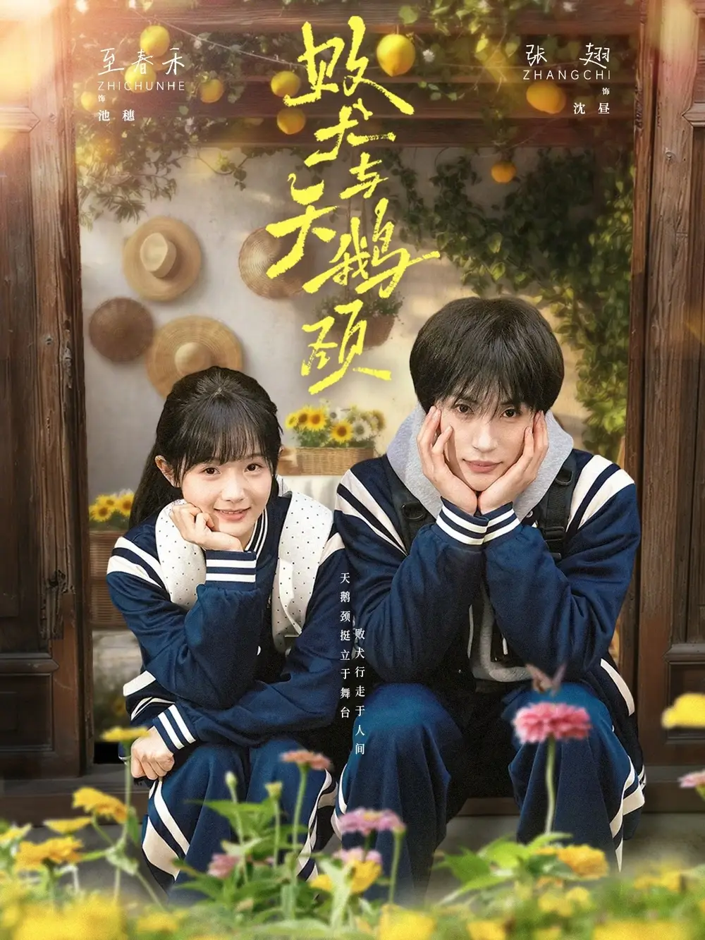 《败犬与天鹅颈（71集）张翅＆至春禾》短剧全集免费在线看